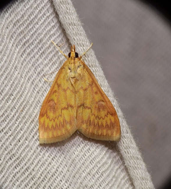 Ostrinia nubilalis - kukoricamoly