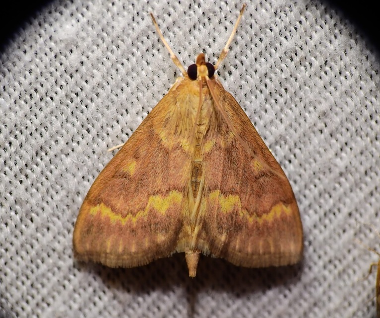Ostrinia nubilalis - kukoricamoly