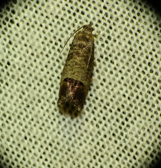 Cydia pomonella - almamoly