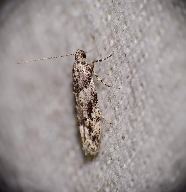 Recurvaria nanella - kis vörös-rügysodrómoly