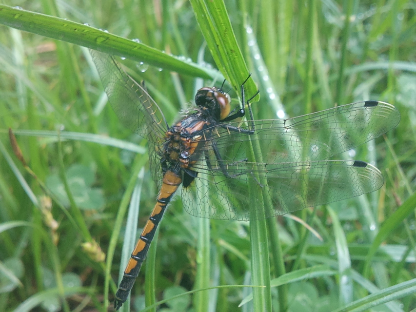 Leucorrhinia pectoralis - lápi álarcos-szitakötő