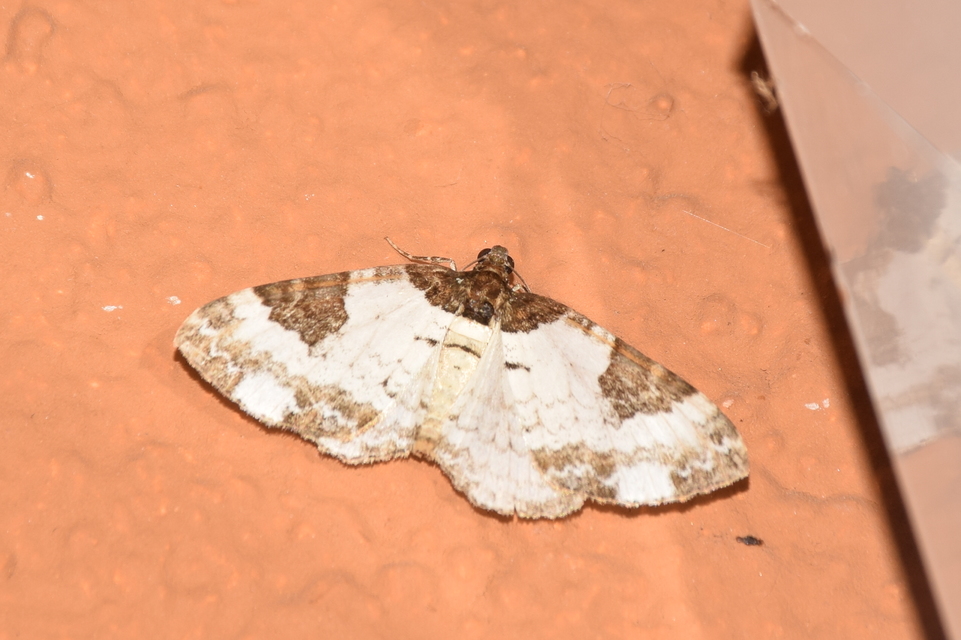 Melanthia procellata - hullámos tarkaaraszoló