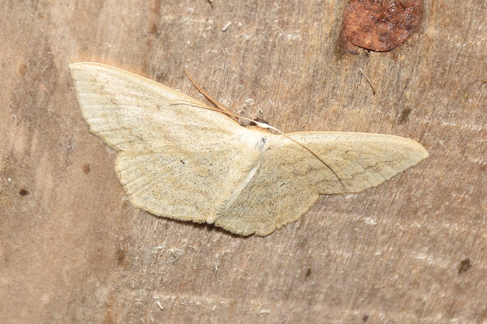 Scopula nigropunctata - feketepettyes araszoló