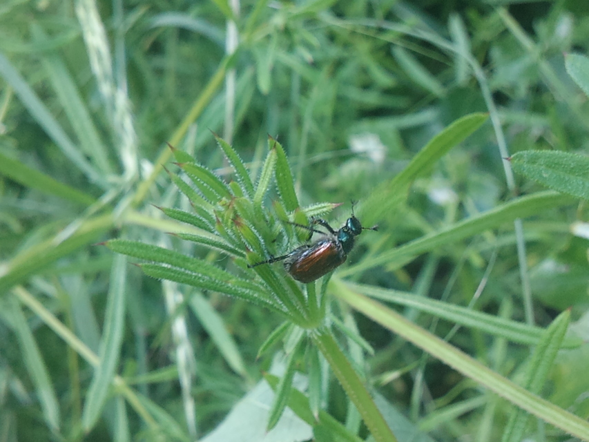 Phyllopertha horticola - kerti szipoly