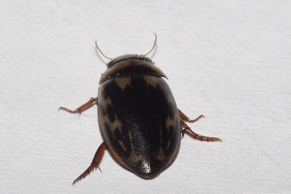 Platambus maculatus - tarka csíkbogár