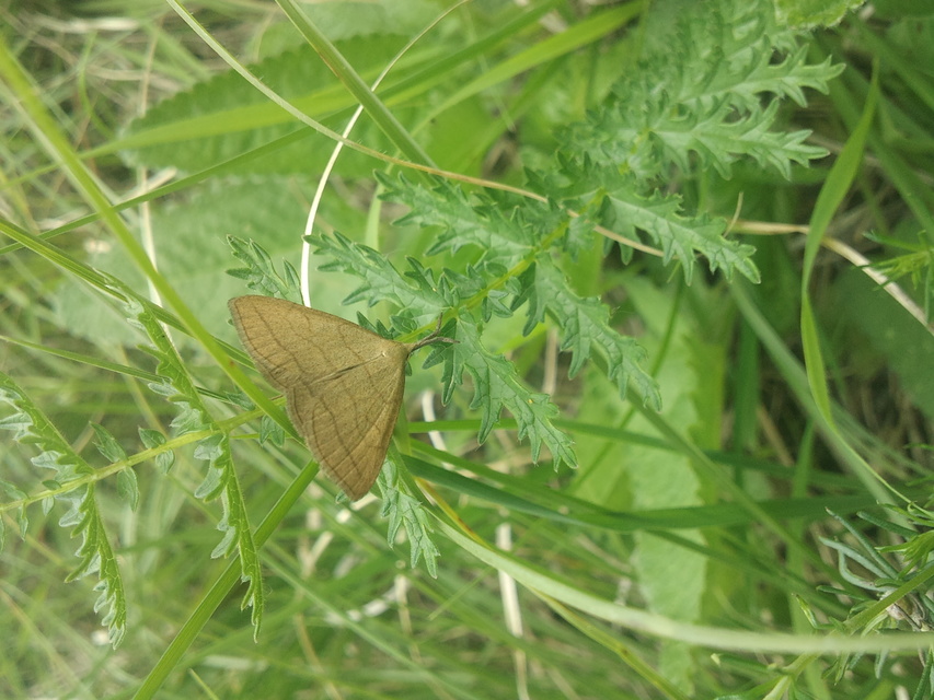 Polypogon tentacularia - sötétaljú karcsúbagoly
