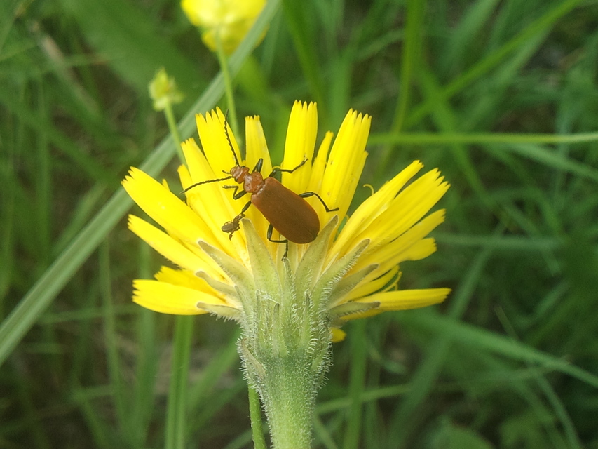 Pyrochroa serraticornis - közép-bíborbogár