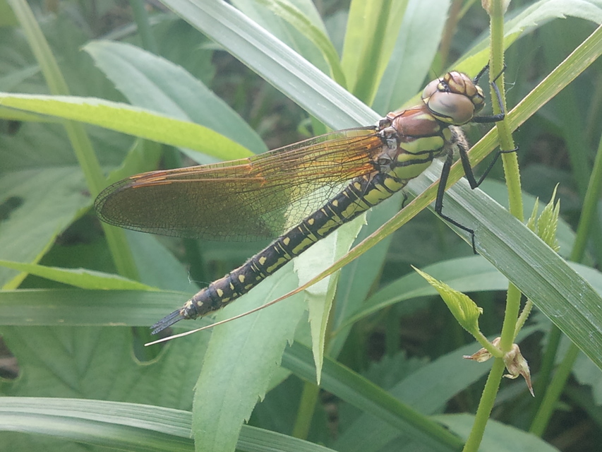 Brachytron pratense - szőrös karcsúacsa
