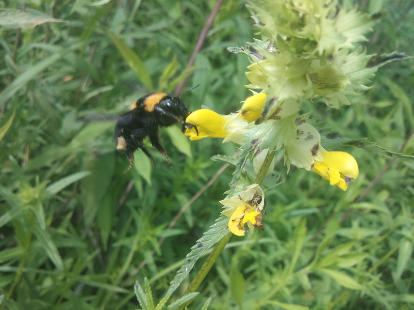 Bombus argillaceus - délvidéki poszméh