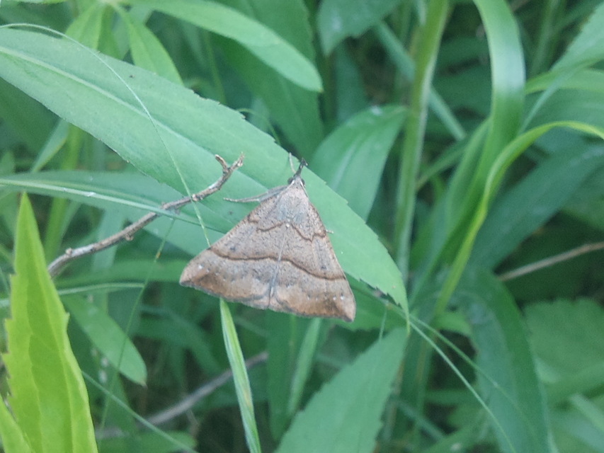 Hypena proboscidalis - ormányos karcsúbagoly
