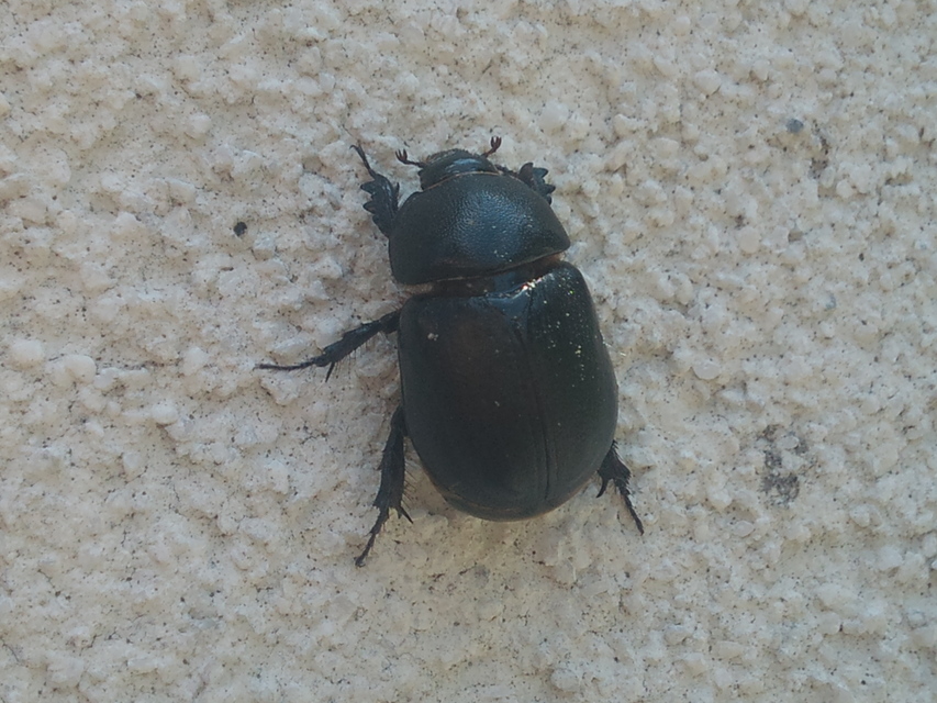 Pentodon idiota - butabogár