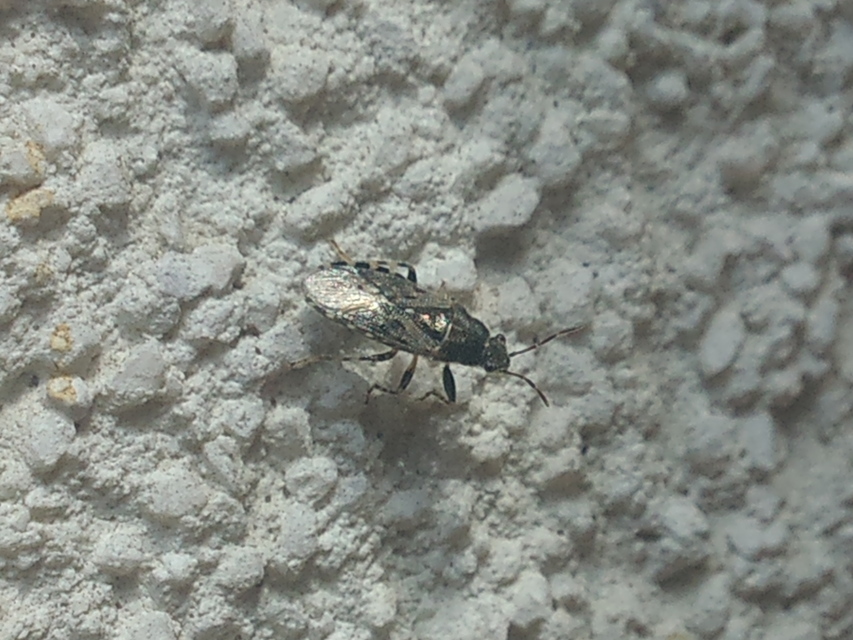 Heterogaster