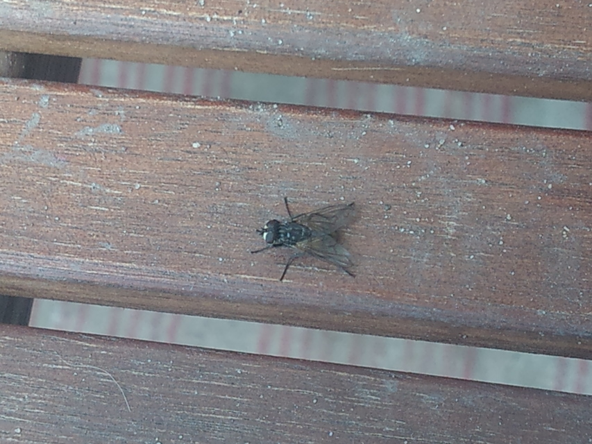 Musca