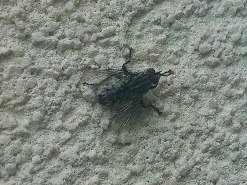 Sarcophagidae - húslégyfélék