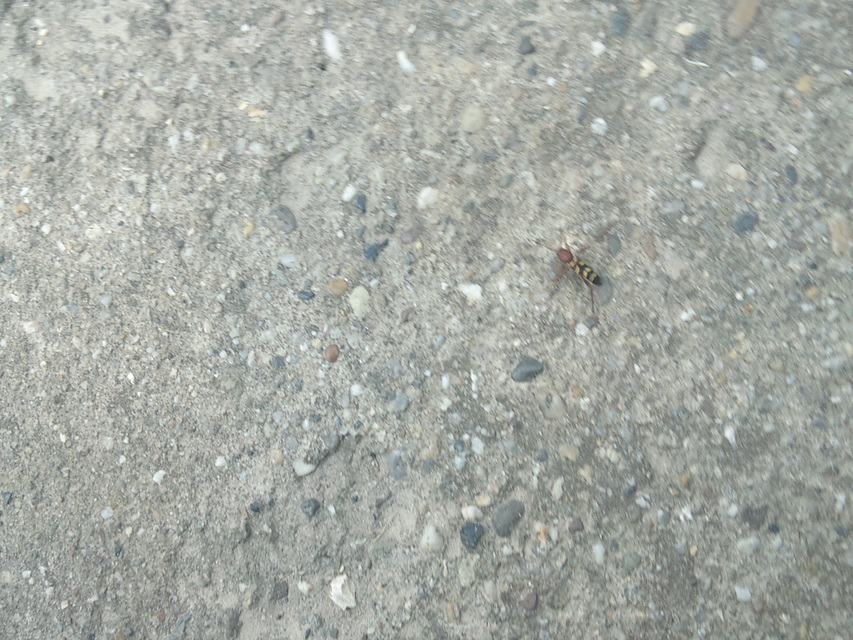 Neoclytus acuminatus - amerikai darázscincér