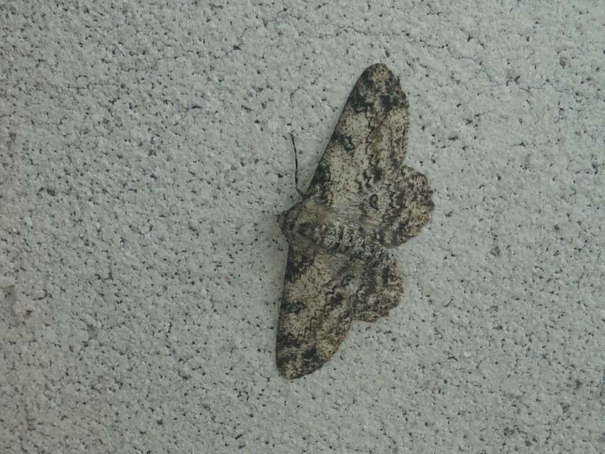 Ascotis selenaria - holdas faaraszoló