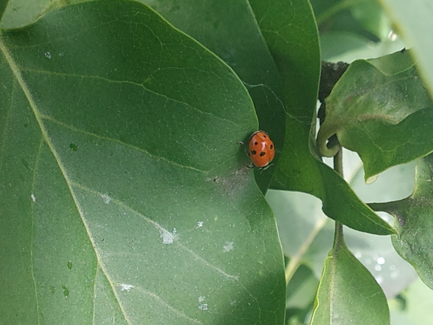 Hippodamia variegata - tizenhárompettyes katica