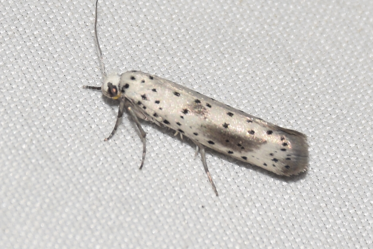 Yponomeuta irrorella - pókhálós kökénymoly