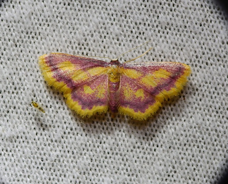 Idaea muricata - mocsári pirosaraszoló