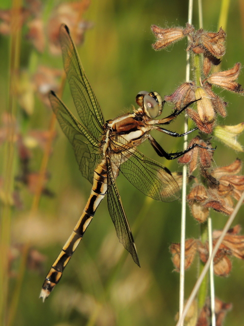 Orthetrum albistylum - fehérfarkú pásztorszitakötő