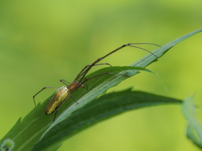 Tetragnatha