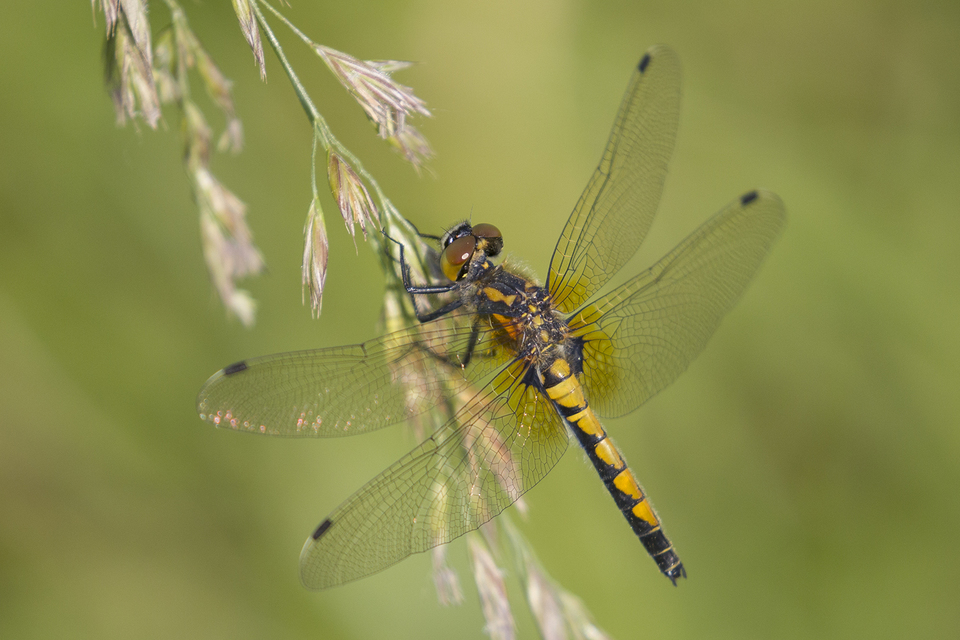 Leucorrhinia pectoralis - lápi álarcos-szitakötő