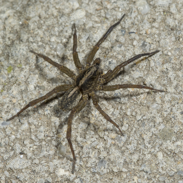 Trochosa