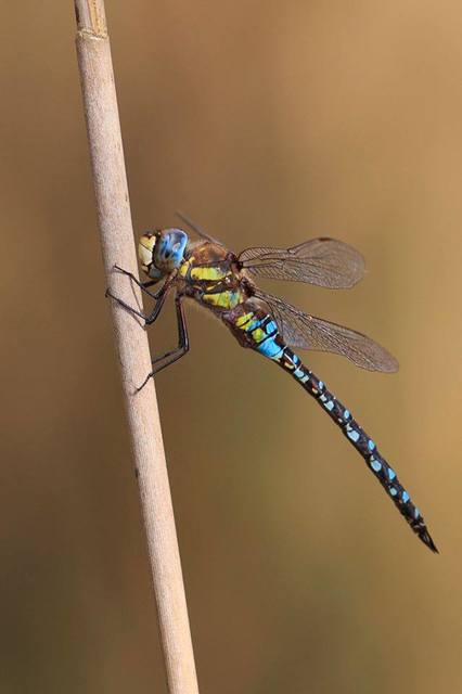 Aeshna mixta - kései karcsúacsa