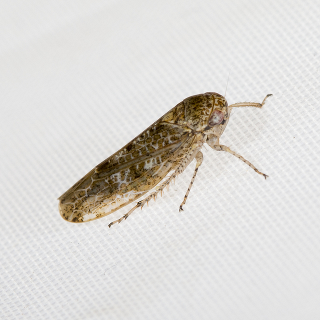 Deltocephalinae