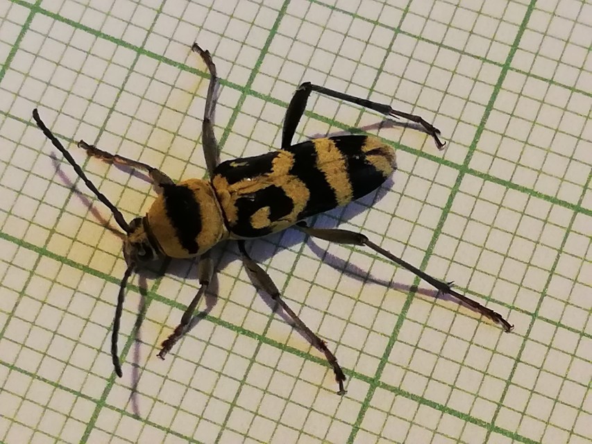 Chlorophorus varius - díszes darázscincér