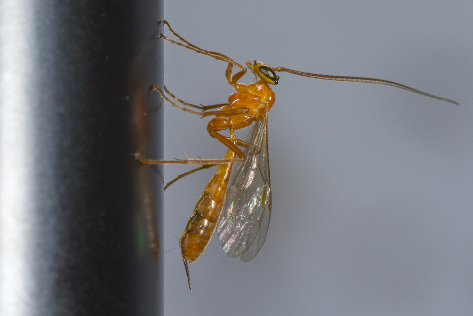 Netelia