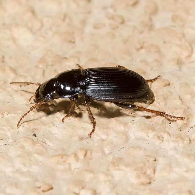 Harpalus latus - szélesfejű lomhafutó