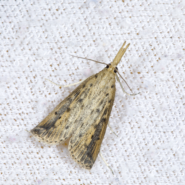 Schoenobius gigantella - óriás nádfúrómoly