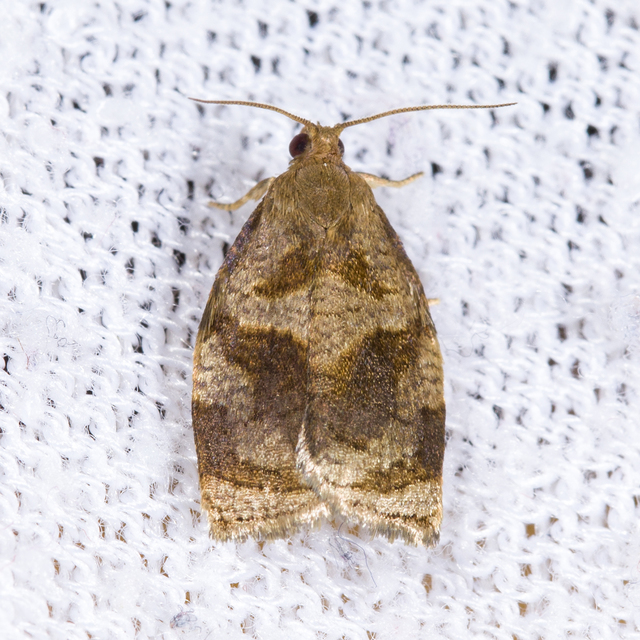 Archips crataegana - cseresznyeilonca