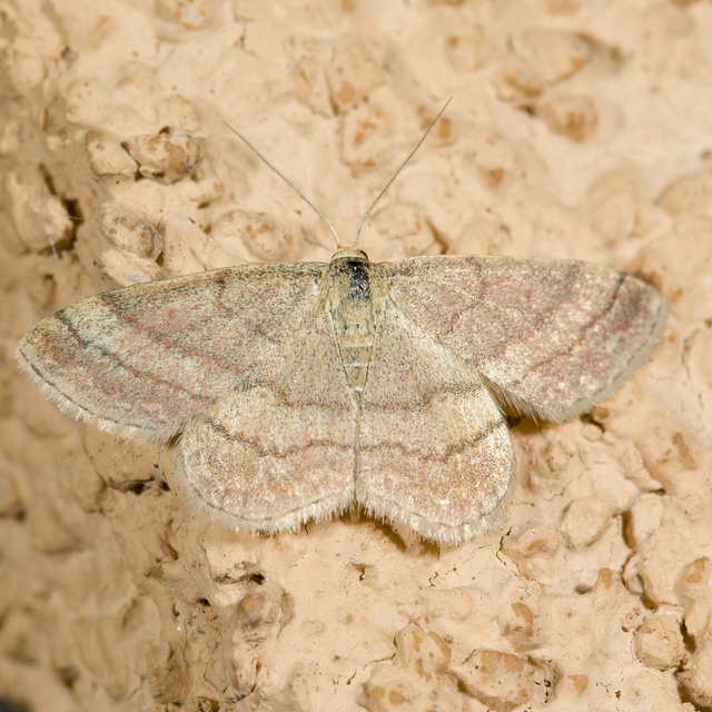 Scopula rubiginata - réti pirosaraszoló