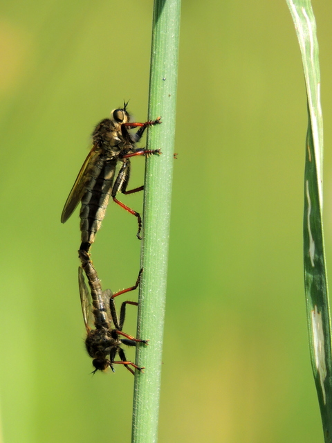 Echthistus rufinervis