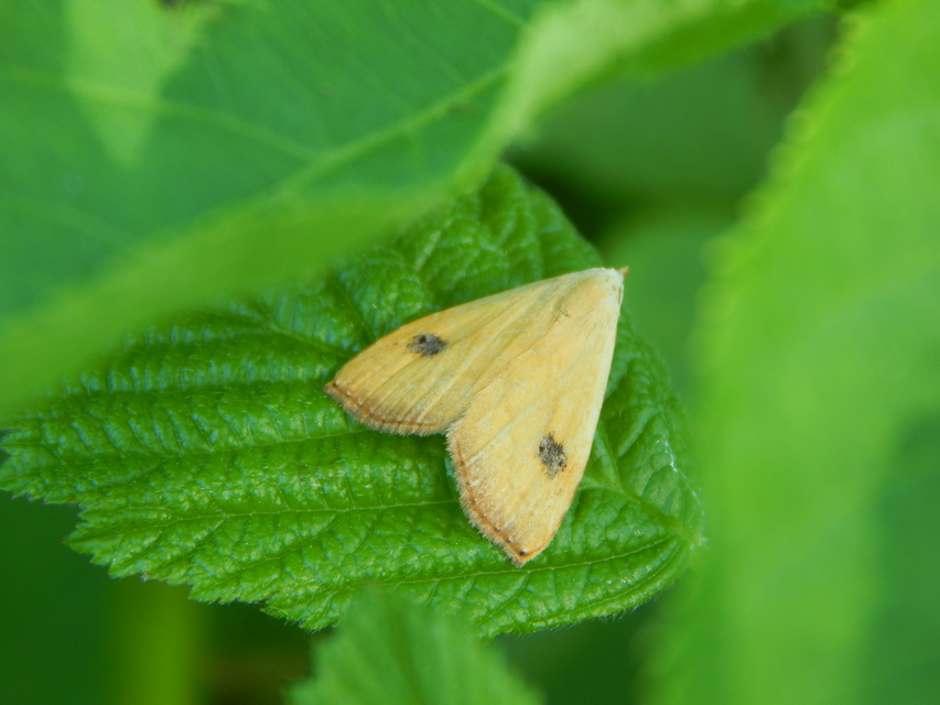 Rivula sericealis - selymes lórombagoly