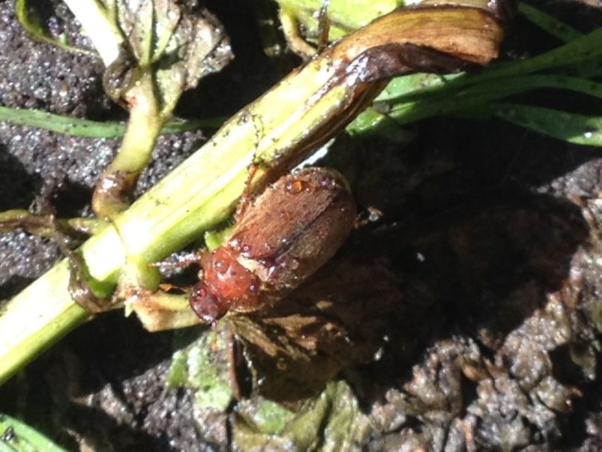 Holochelus aequinoctialis - tavaszeleji cserebogár
