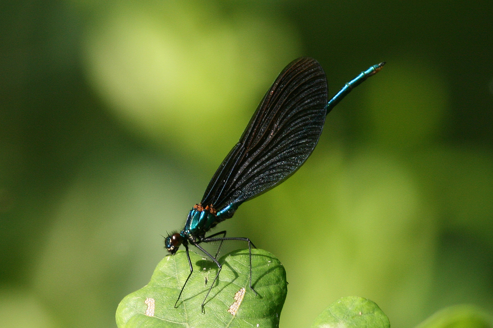 Calopteryx virgo - kisasszony-szitakötő