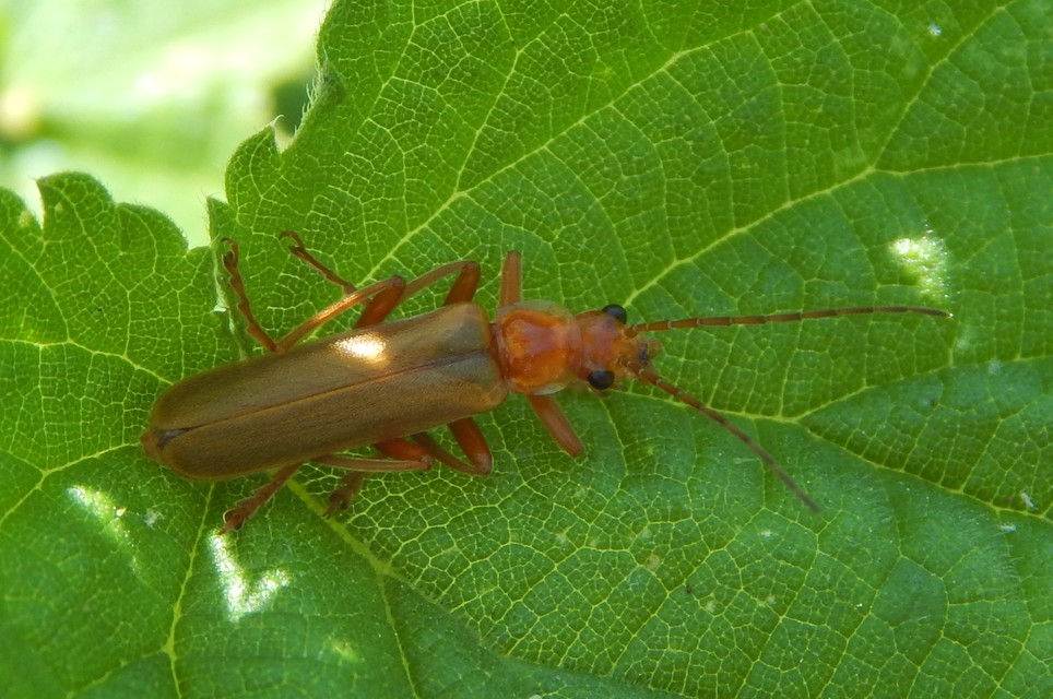 Cantharis rufa - rőt lágybogár