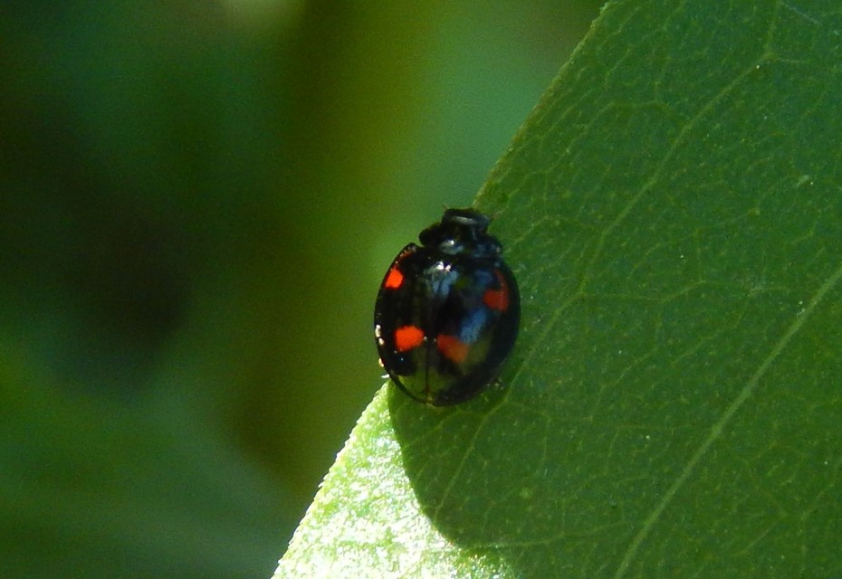 Exochomus quadripustulatus - négyfoltos szerecsenkata