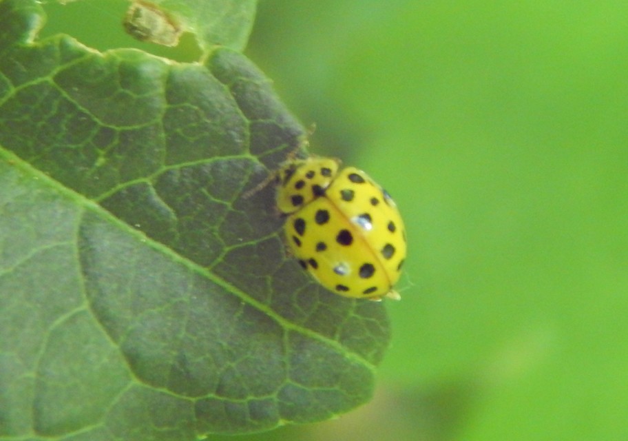 Psyllobora vigintiduopunctata - huszonkétpettyes katica