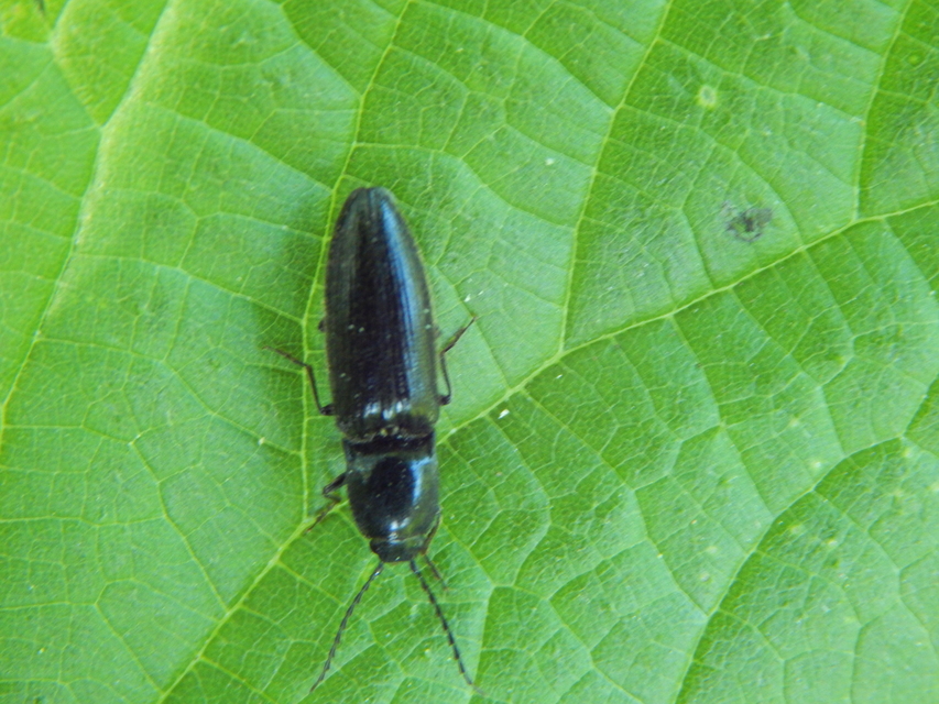 Athous haemorrhoidalis - szurkos pattanó Athous haemorrhoidalis - szurkos pattanó