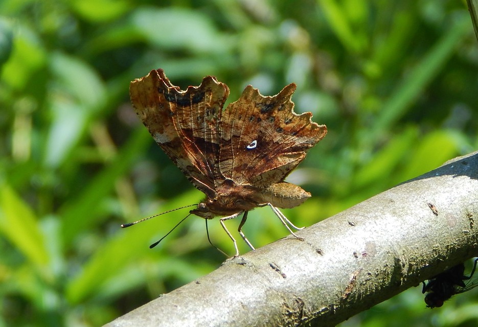 Nymphalis c-album - C-betűs lepke