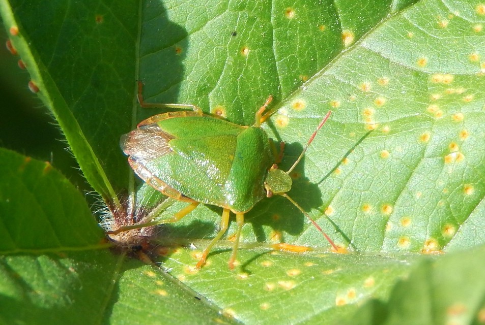 Palomena prasina - zöld bogyómászó-poloska Palomena prasina - zöld bogyómászó-poloska