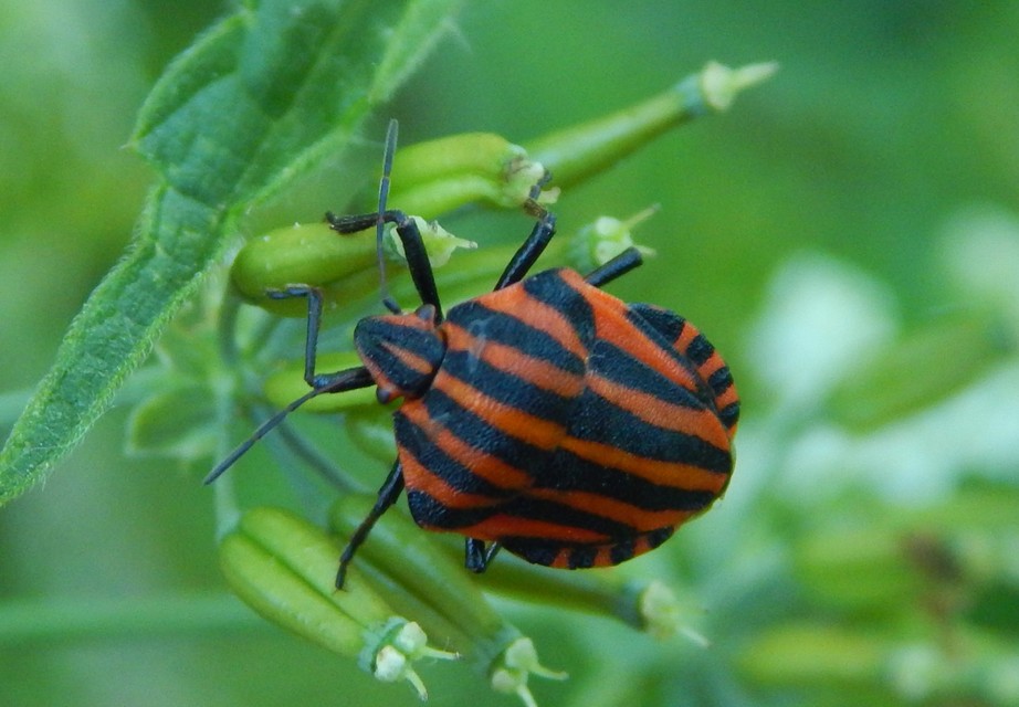 Graphosoma italicum - csíkos pajzsospoloska