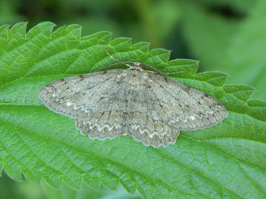 Hypomecis