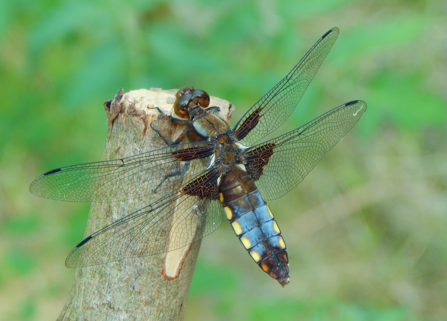 Libellula depressa - széles laposacsa