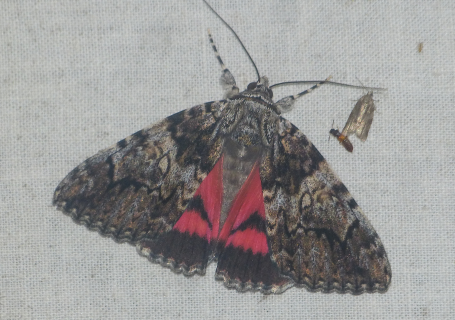 Catocala promissa - kis tölgyfa-övesbagoly