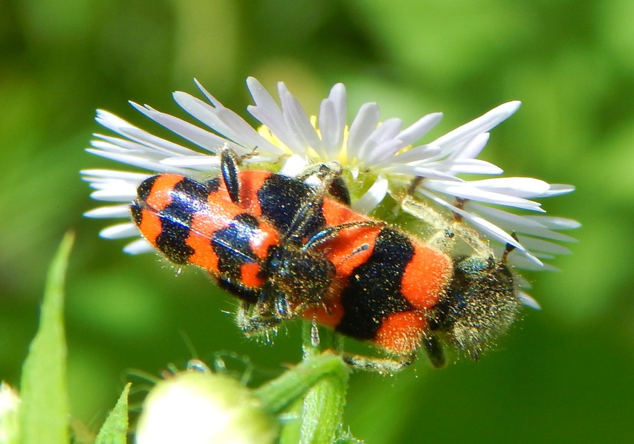 Trichodes apiarius - szalagos méhészbogár